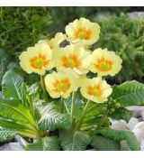 Primula 'Lime with Orange'