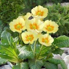 Primula 'Lime with Orange'