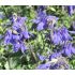 Aquilegia alpina 'Navy blue' 1l