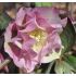 Helleborus 'Double Ellen Pink ' K9