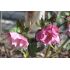 Helleborus 'Double Ellen Pink ' K9