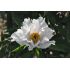 Paeonia suffruticosa White