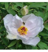 Paeonia suffruticosa White