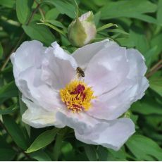 Paeonia suffruticosa White