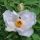 Paeonia suffruticosa White