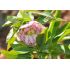 Helleborus 'Double Picotee' - K9