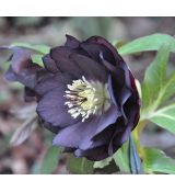 Helleborus 'Double Black' 1l