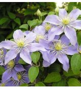 Clematis 'Justa' 2l