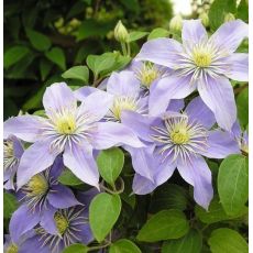 Clematis 'Justa' 2l