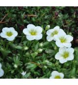 Saxifraga x arendsii 'Touran Large White'