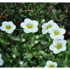 Saxifraga x arendsii 'Touran Large White'