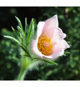 Pulsatilla vulgaris 'Perlen Glocke'