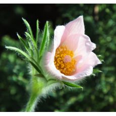 Pulsatilla vulgaris 'Perlen Glocke'