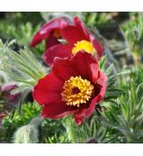 Pulsatilla vulgaris 'Rote glocke'