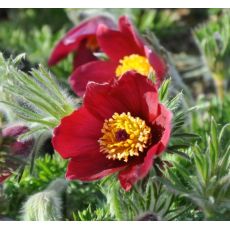 Pulsatilla vulgaris 'Rote glocke'