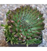 Orostachys spinosum 'Red Form'