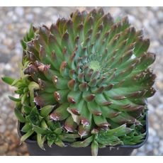 Orostachys spinosum 'Red Form'