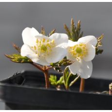 Anemone nemorosa