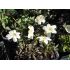 Anemone nemorosa