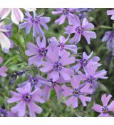 Phlox subulata 'Purple Beauty'