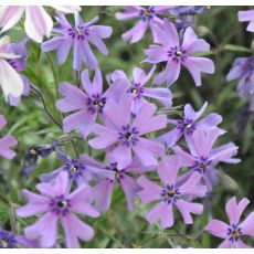 Phlox subulata 'Purple Beauty'