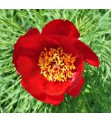 Paeonia tenuifolia K9