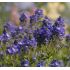 Veronica teucrium 'Knallblau'