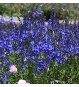 Veronica teucrium 'Knallblau'