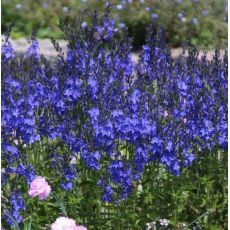 Veronica teucrium 'Knallblau'