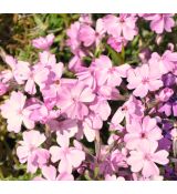 Phlox subulata 'Moerheimii'