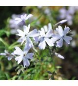 Phlox subulata 'Silver Blaze'