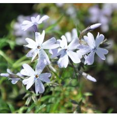 Phlox subulata 'Silver Blaze'