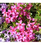 Phlox subulata 'Temiskaming'