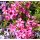 Phlox subulata 'Temiskaming'