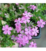 Phlox subulata 'Zwergenteppich'