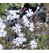 Phlox douglasii 'Dorotka' 