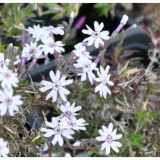 Phlox douglasii 'Dorotka' 