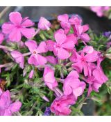 Phlox subulata 'Drummond's Pink'