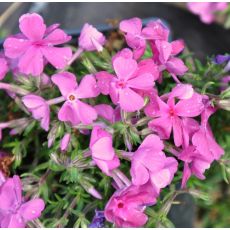 Phlox subulata 'Drummond's Pink'