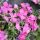 Phlox subulata 'Drummond's Pink'