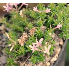 Phlox 'Erubescensc'