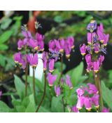 Dodecatheon meadia