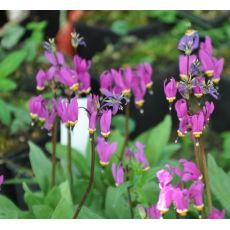 Dodecatheon meadia