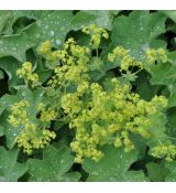 Alchemilla mollis 'Irish Silk'