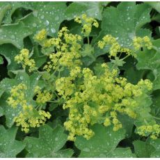 Alchemilla mollis 'Irish Silk'