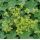 Alchemilla mollis 'Irish Silk'