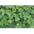 Alchemilla mollis 'Irish Silk'