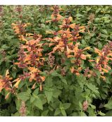 Agastache mexicana  'Mango Tango' 