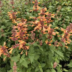 Agastache mexicana  'Mango Tango' 