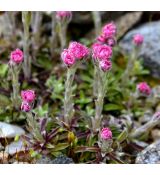 Antennaria dioica 'Roy Davidson'